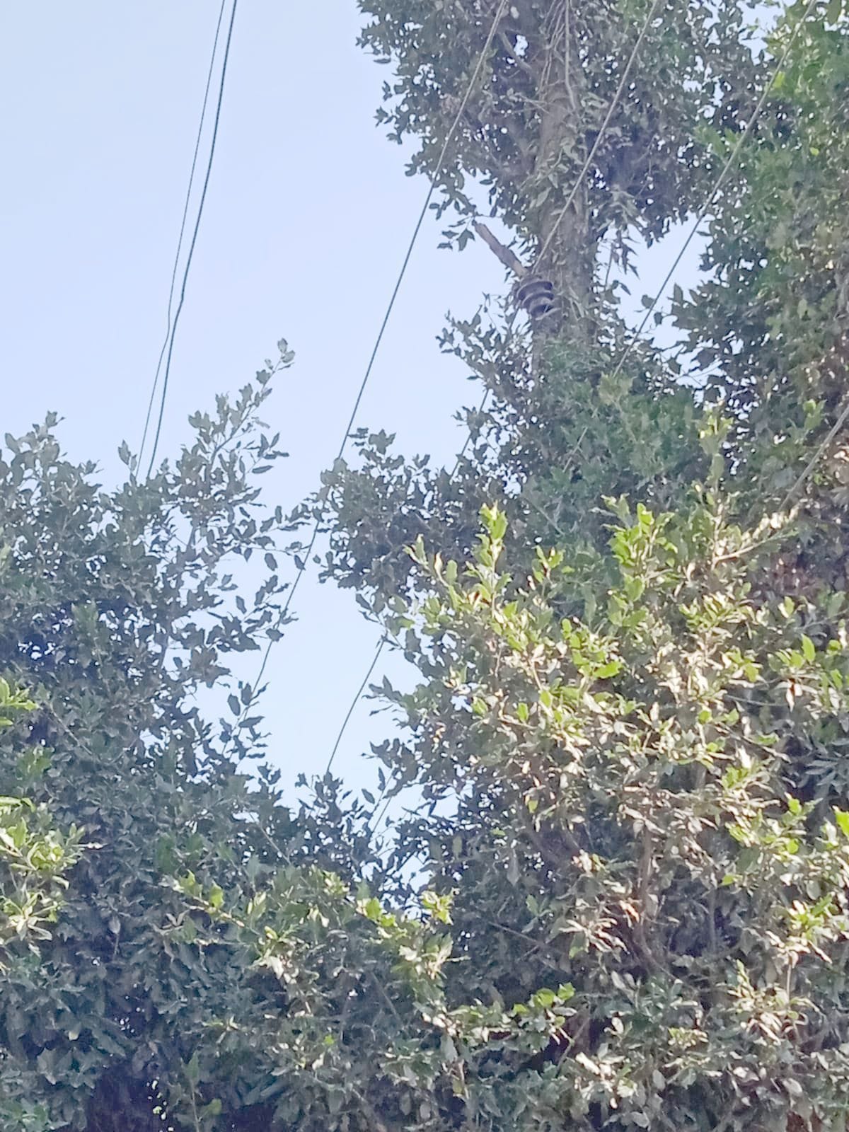 11 kv line tied with green trees
