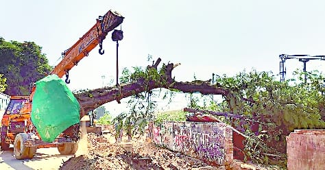Shifting of trees started on Malgodam road