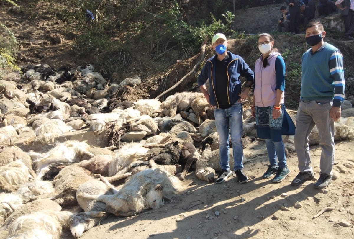 250 sheep and goats killed falls into gorge near Jubbal Shimla himachal pradesh