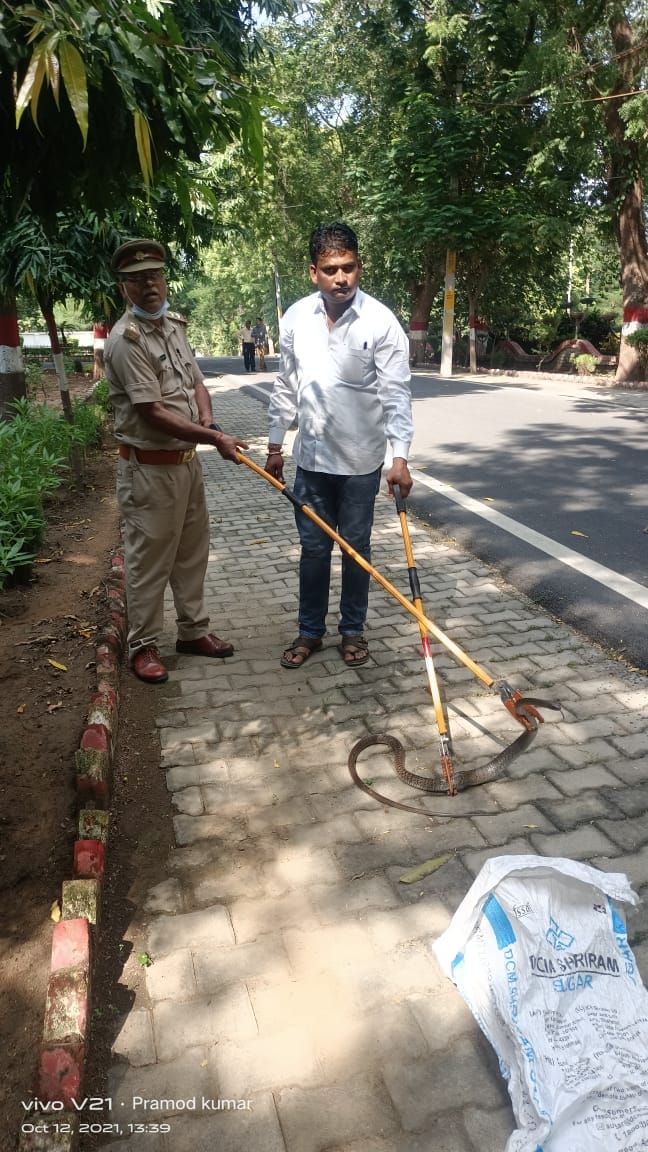 Poisonous snake found in District Magistrate's residence