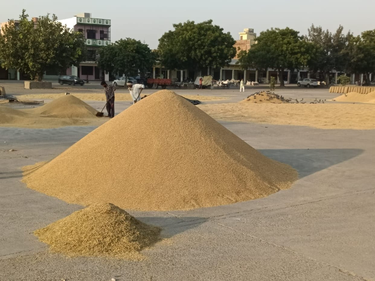 paddy procurement work stopped in jind