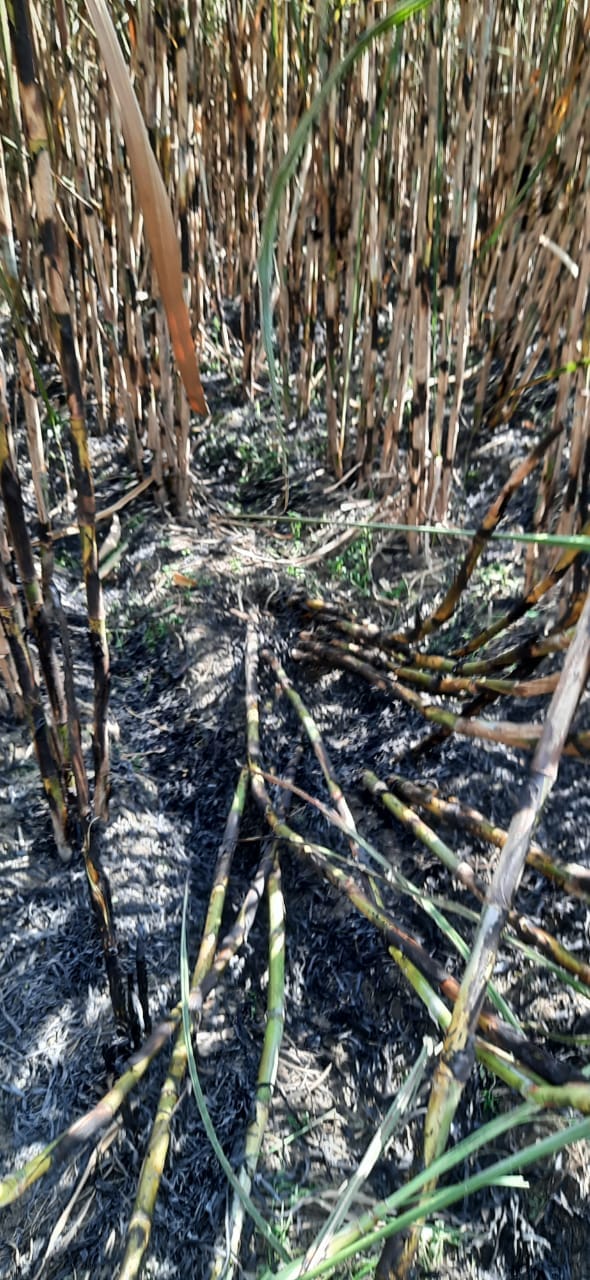 90 bighas of sugarcane burnt from the wires of the high tension line