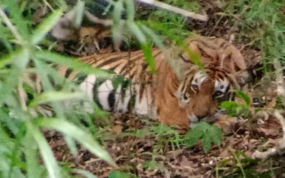 There is a possibility of getting sick of the tiger seen near the central colony