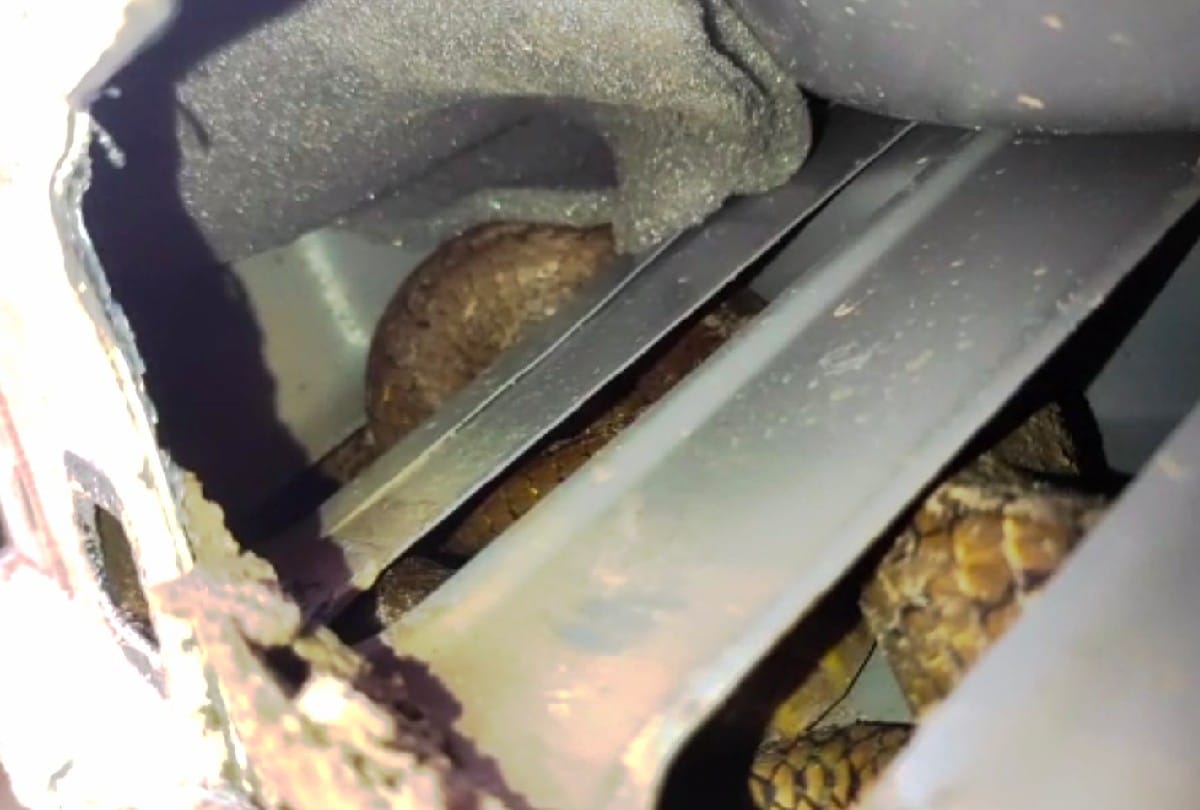 Wildlife SOS team rescued the snake from the car in Agra