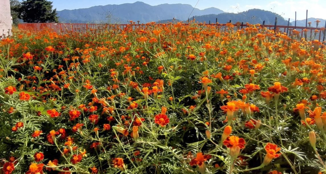 The flower garden started smelling in the tourist accommodation house and Ulka Devi temple