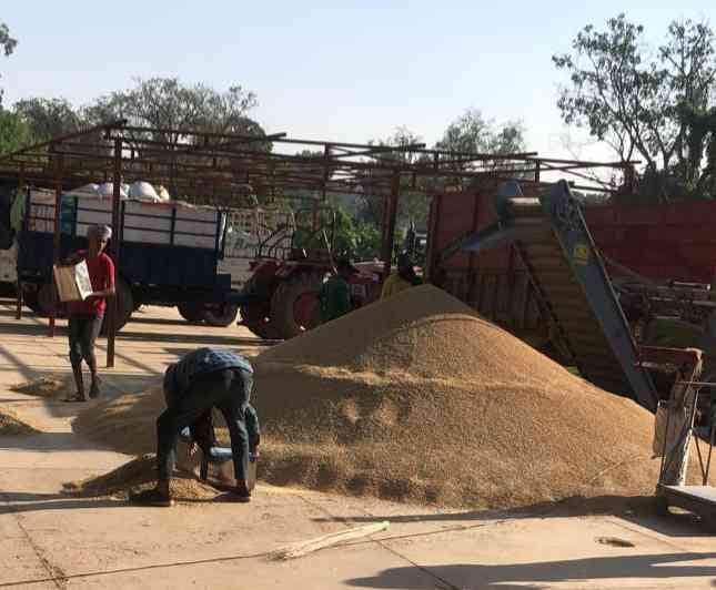 FCI starts paddy purchase in Nalagarh 25 farmers sell their produce on first day