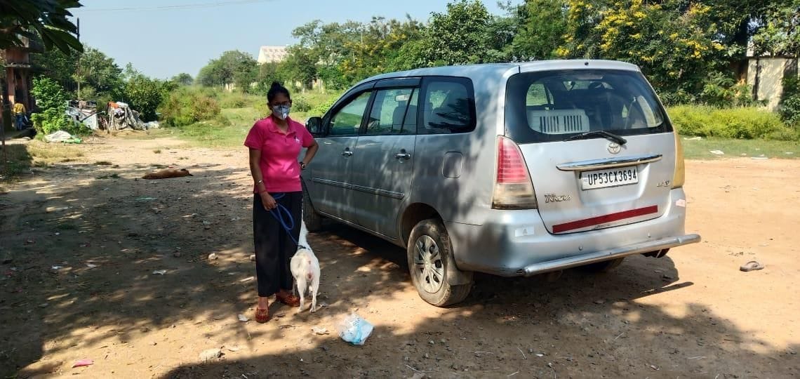 pets to cross the border