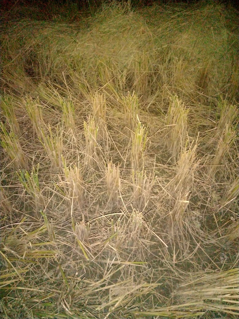 Crore's treasure hidden in the stubble, don't burn it