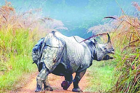 Tiger and elephant-rhinoceros will be counted in Dudhwa