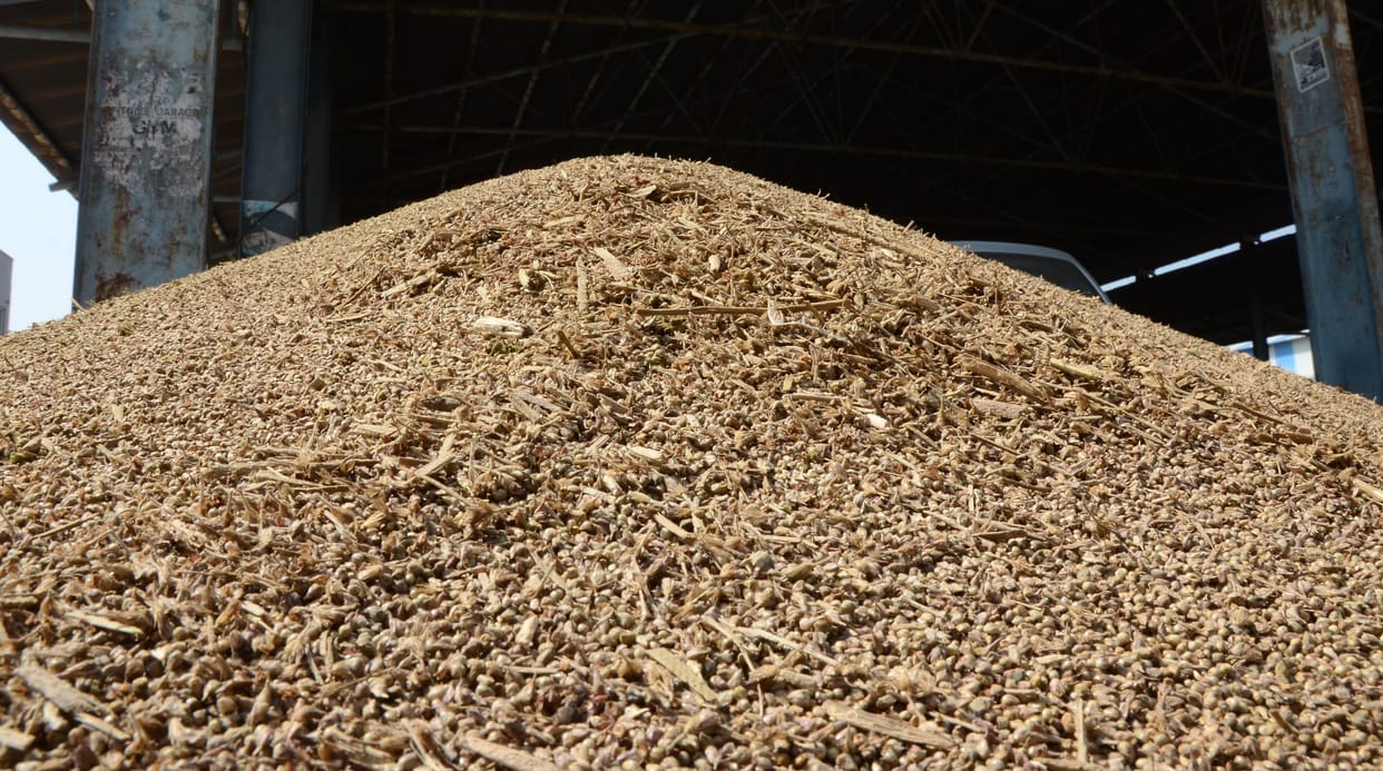 Rotten millet reaching the market