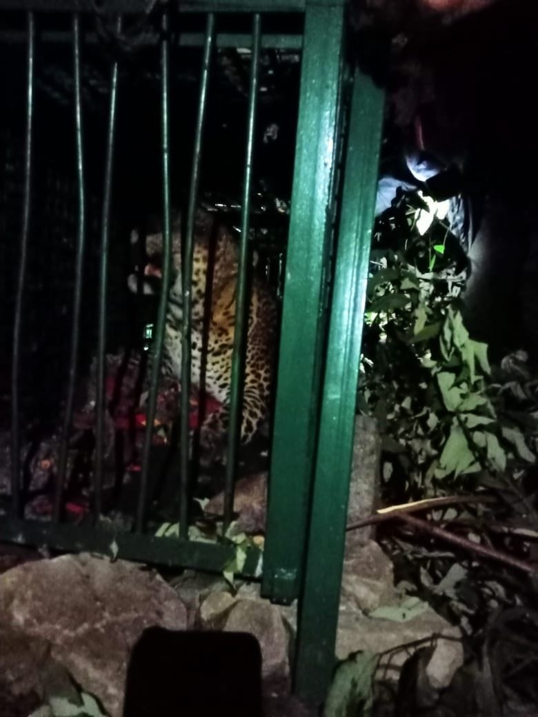 Another leopard trapped in a cage