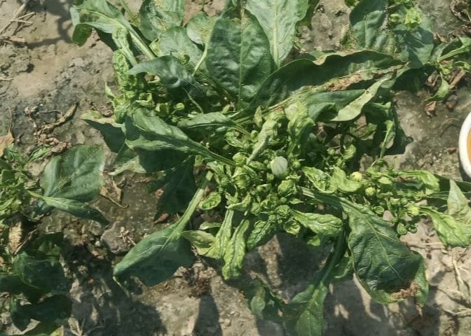 Mite thips disease blew the sleep of chilli growers