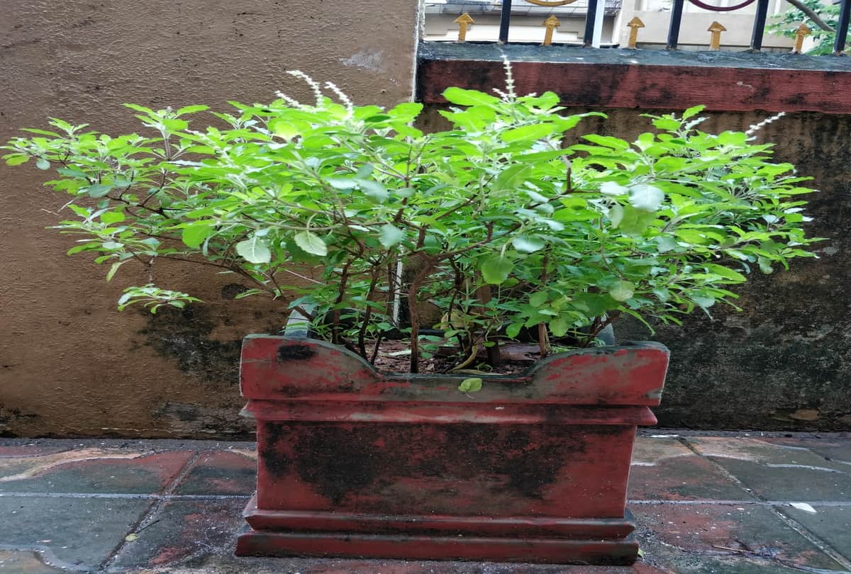 religious importance of tulsi plant know according to vastu the right place and right direction to plant tulsi