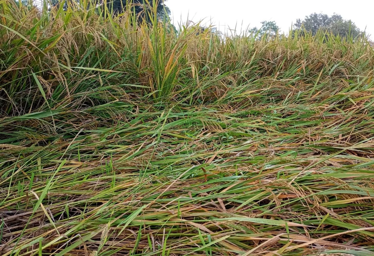 Crops ruined by heavy rain and strong wind