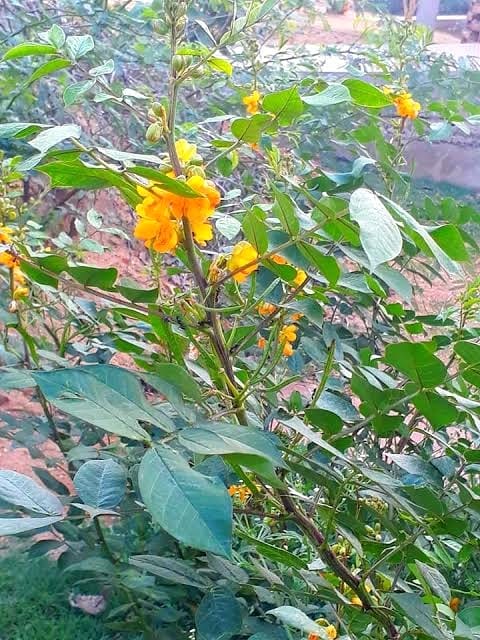 Innocent dies after eating poisonous pods of Kasaundi