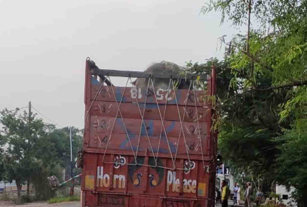 Chitrakoot: Dadua's elephant caught, report on former MLA