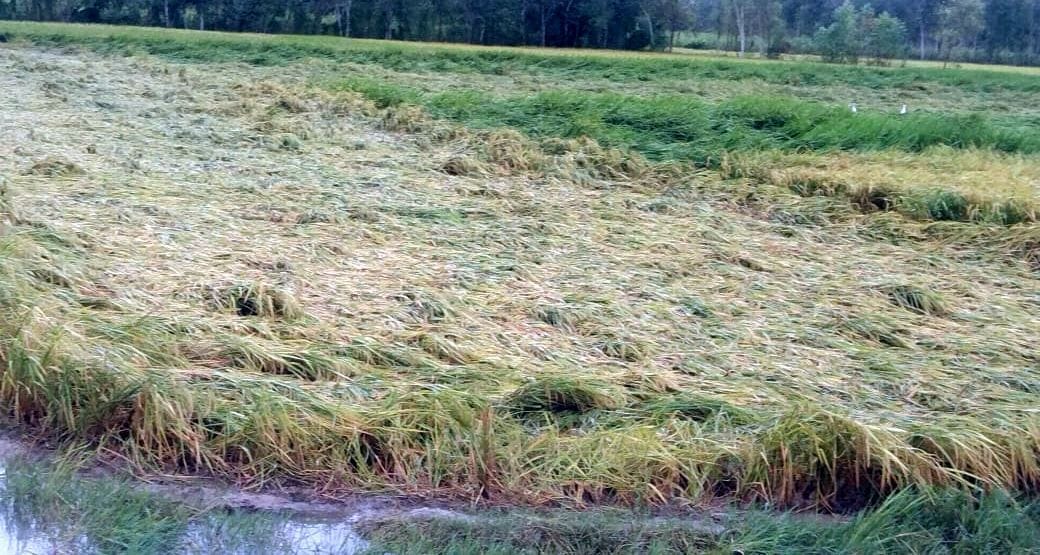 Paddy crop and sugarcane fell in the fields