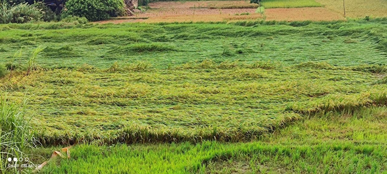 Paddy and sugarcane crops spread due to strong wind and rain