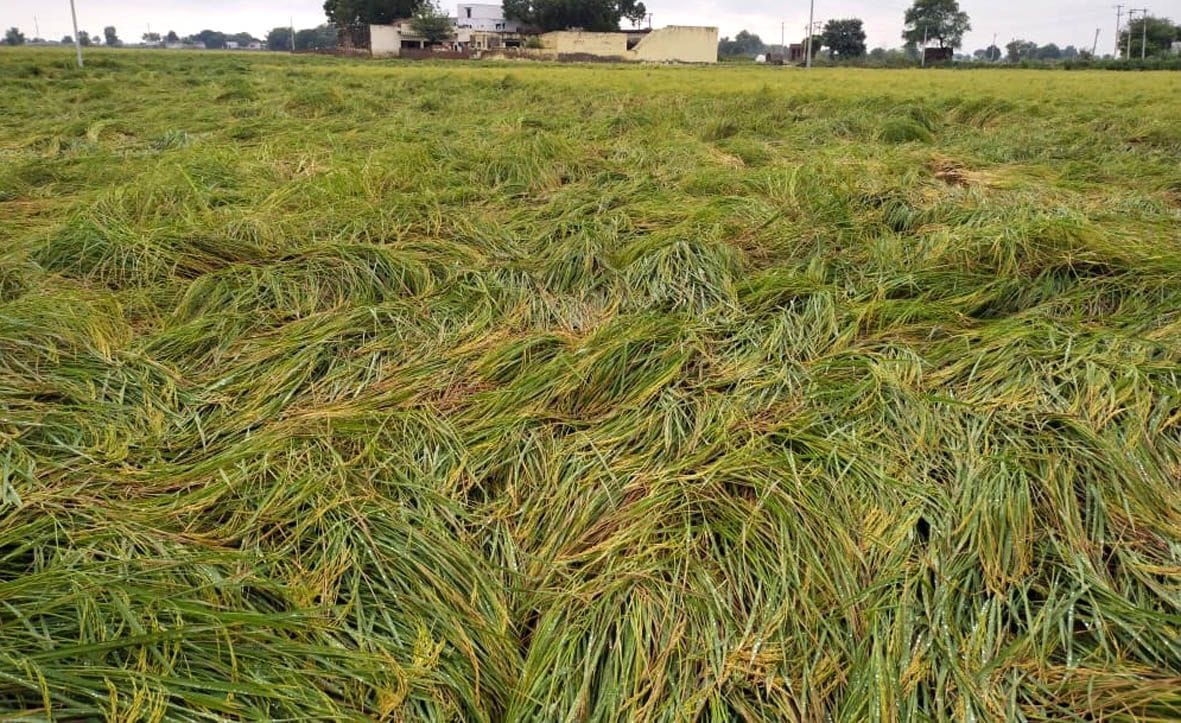 Paddy crop fell due to rain, fear of heavy loss, farmers demand compensation from administration