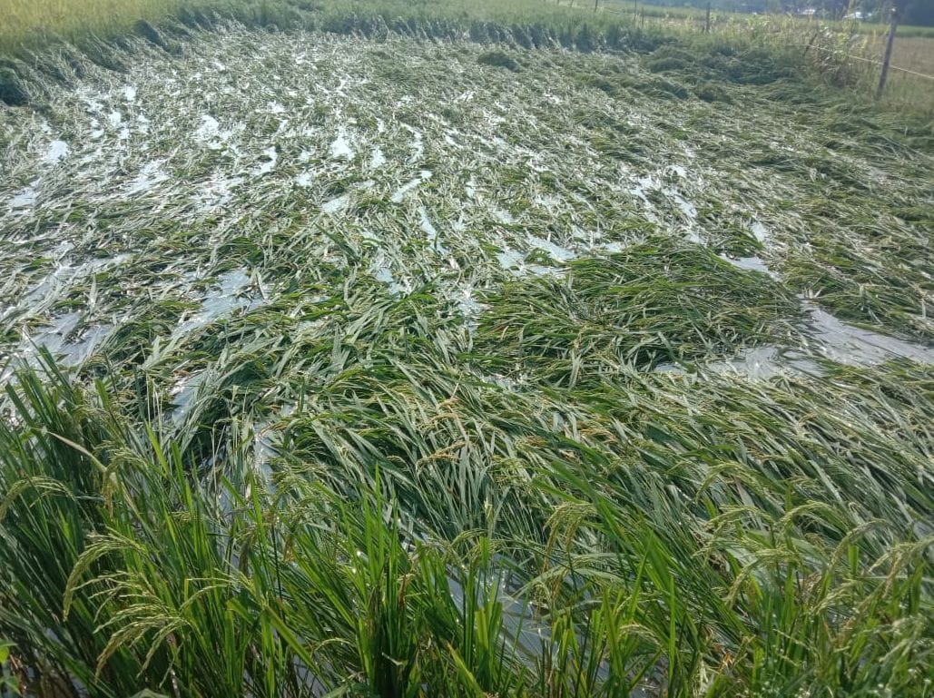 Farmers shocked by dusty storm and rain