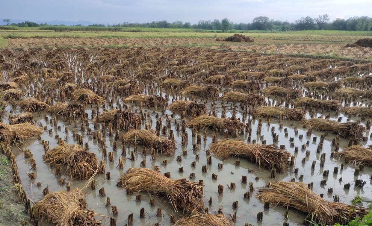 Heavy damage to paddy crop due to strong wind and rain