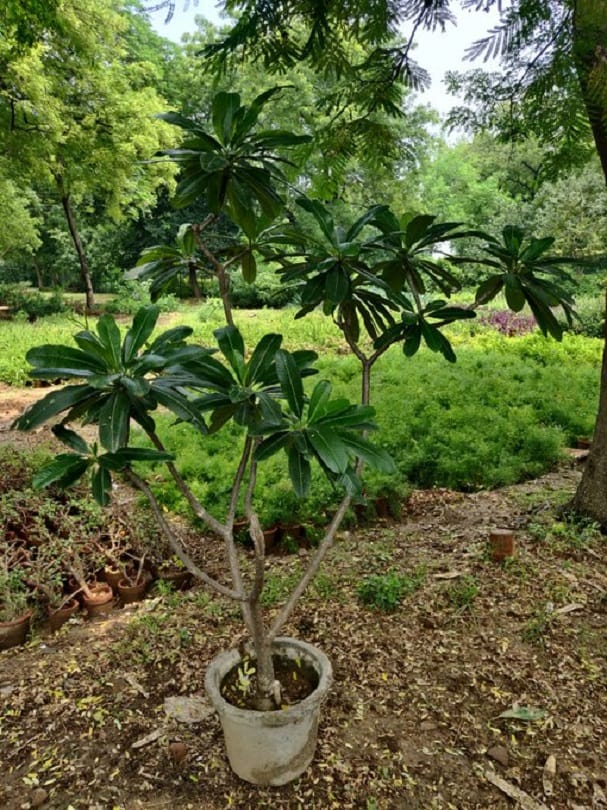 Delhi: Growing medicinal plants, open treasure of health in nurseries, 25 free plants can be taken from 14 nurseries
