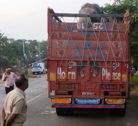 Dadua's elephant caught, report on former MLA