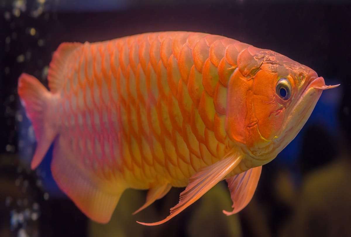 Two friends injured by falling into a 20 feet deep gorge in the greed of fish