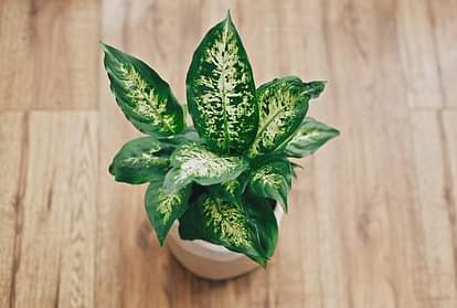 Fengshui suggests planting this broad-leafed plant in this direction, to get happiness and wealth in life