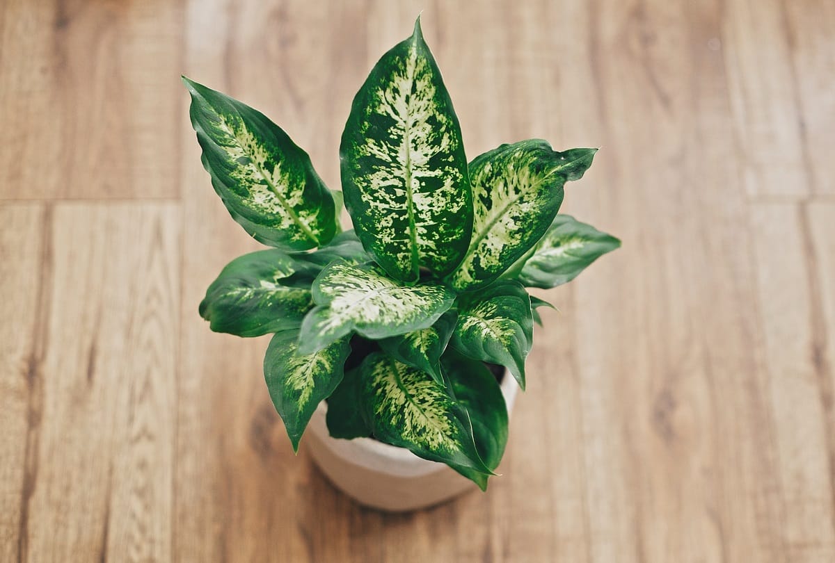 Fengshui suggests planting this broad-leafed plant in this direction, to get happiness and wealth in life