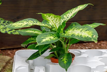 Fengshui suggests planting this broad-leafed plant in this direction, to get happiness and wealth in life