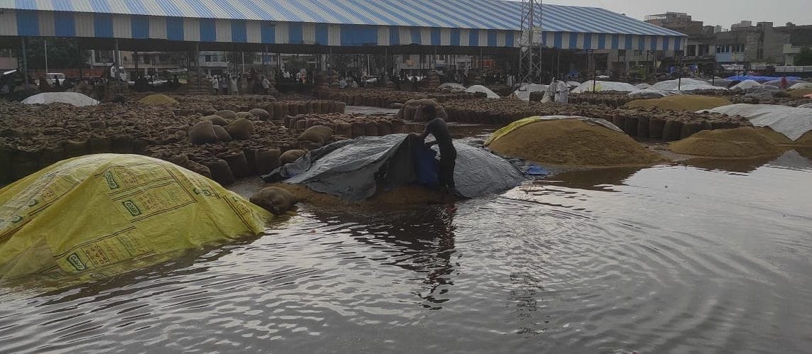 Millions of quintals of paddy got wet due to rain in the market, the market committee could not provide tarpaulin to the farmers