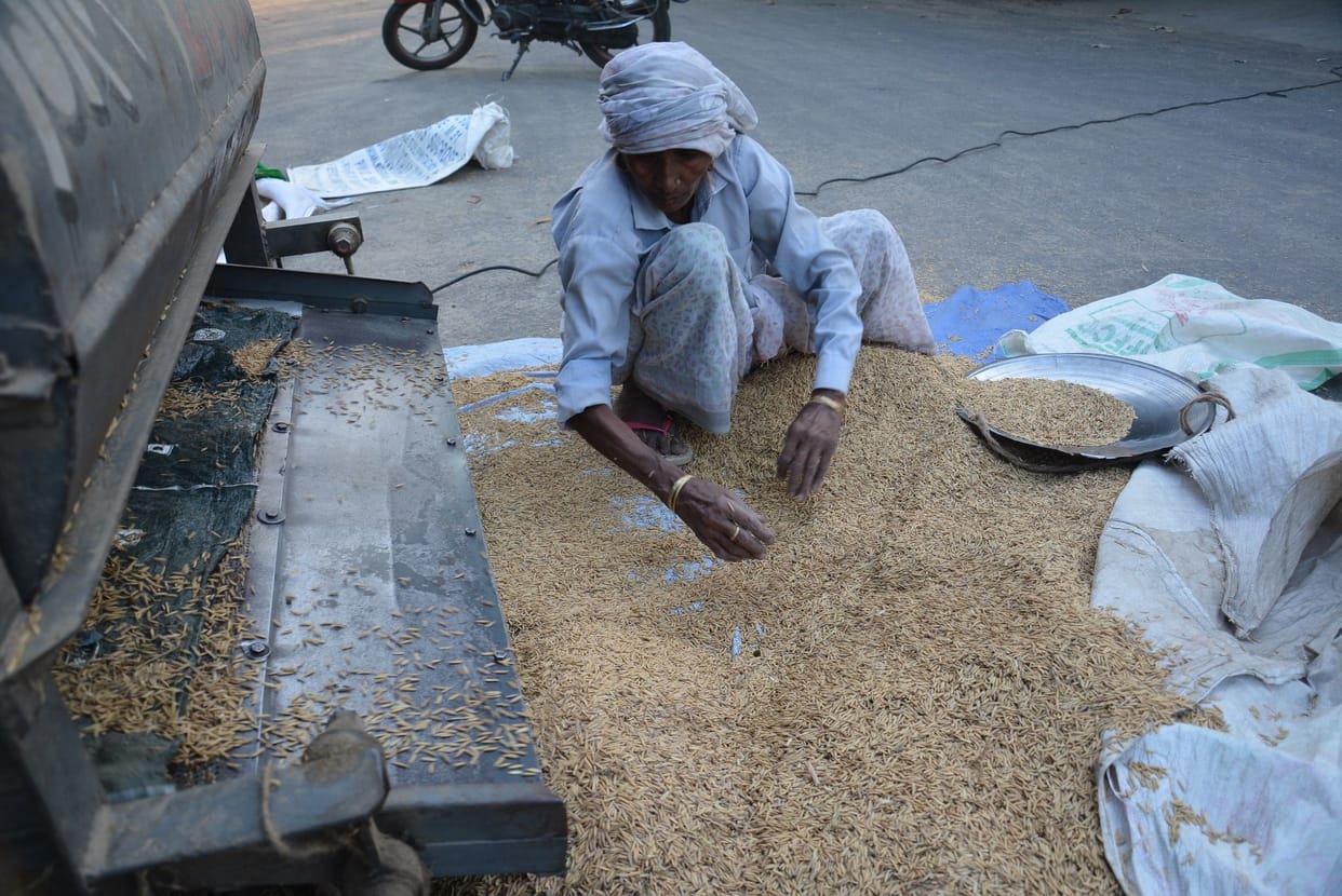 Farmer looting in the market, Paddy being sold in 1300