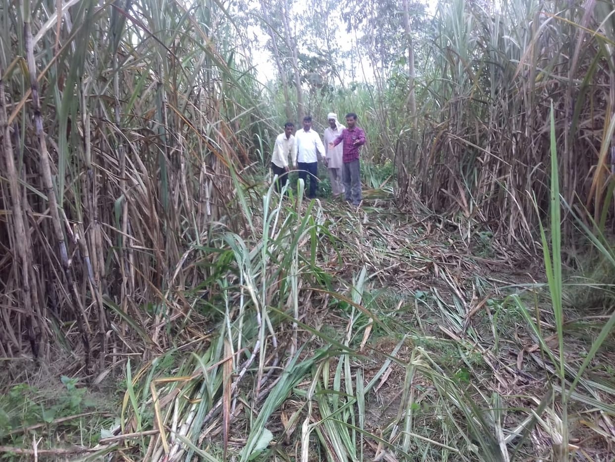 Elephants trampled over a hundred bighas of crops