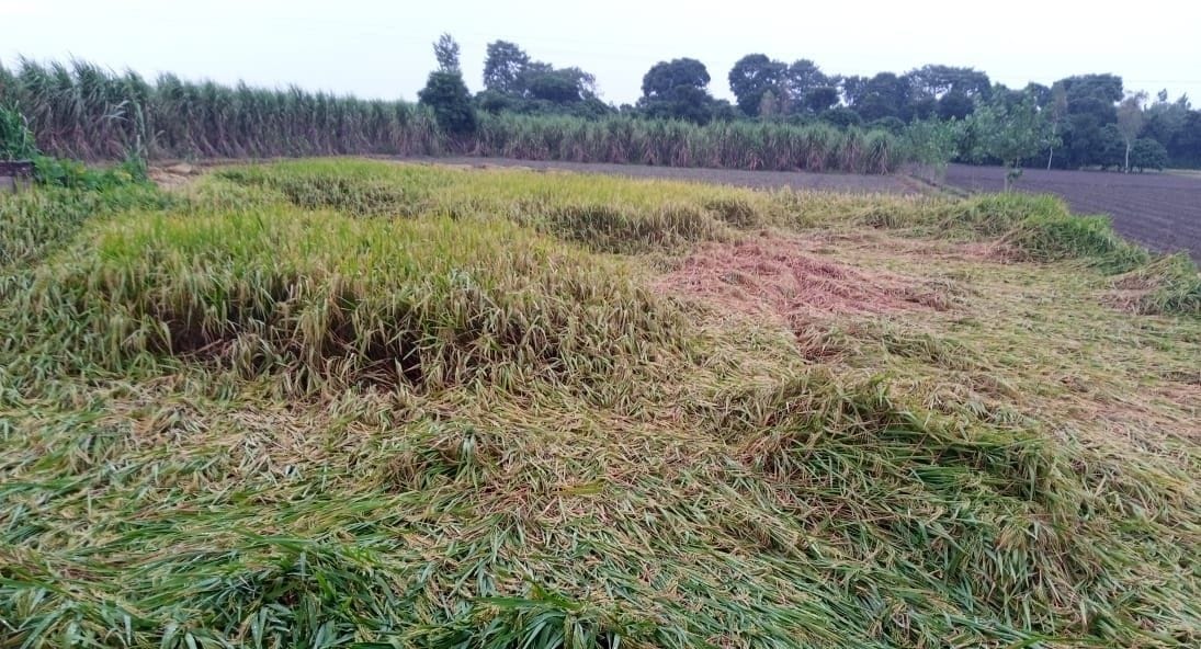 Paddy crop lying on the ground due to weather