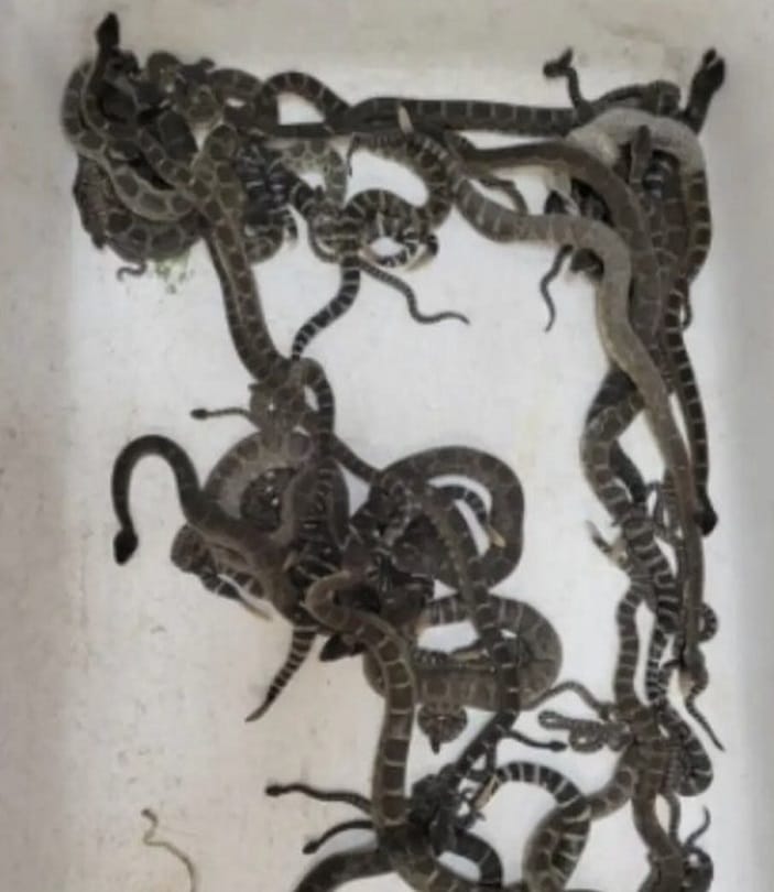 America: 92 poisonous snakes found in a house in Northern California