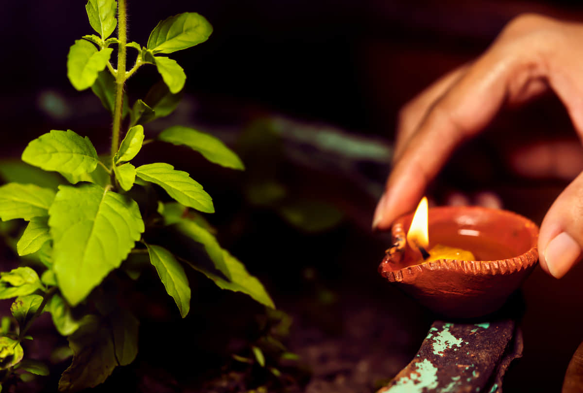 tulsi Puja Vidhi niyam to get money and wealth keep these things in your mind during tulsi pujan