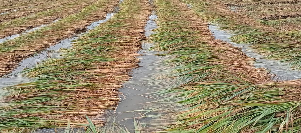 Farm became pond, crops are getting ruined