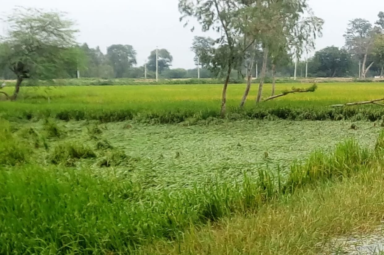 Clouds of crisis on farmers, crop overturned
