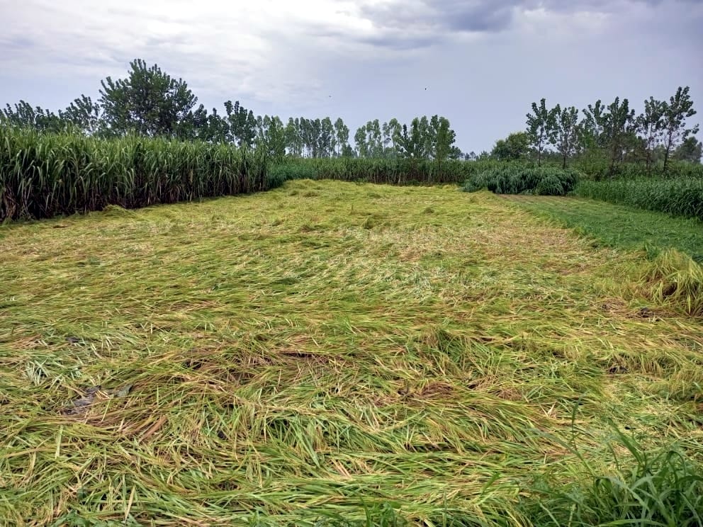 Heavy damage to paddy crop due to unseasonal rains