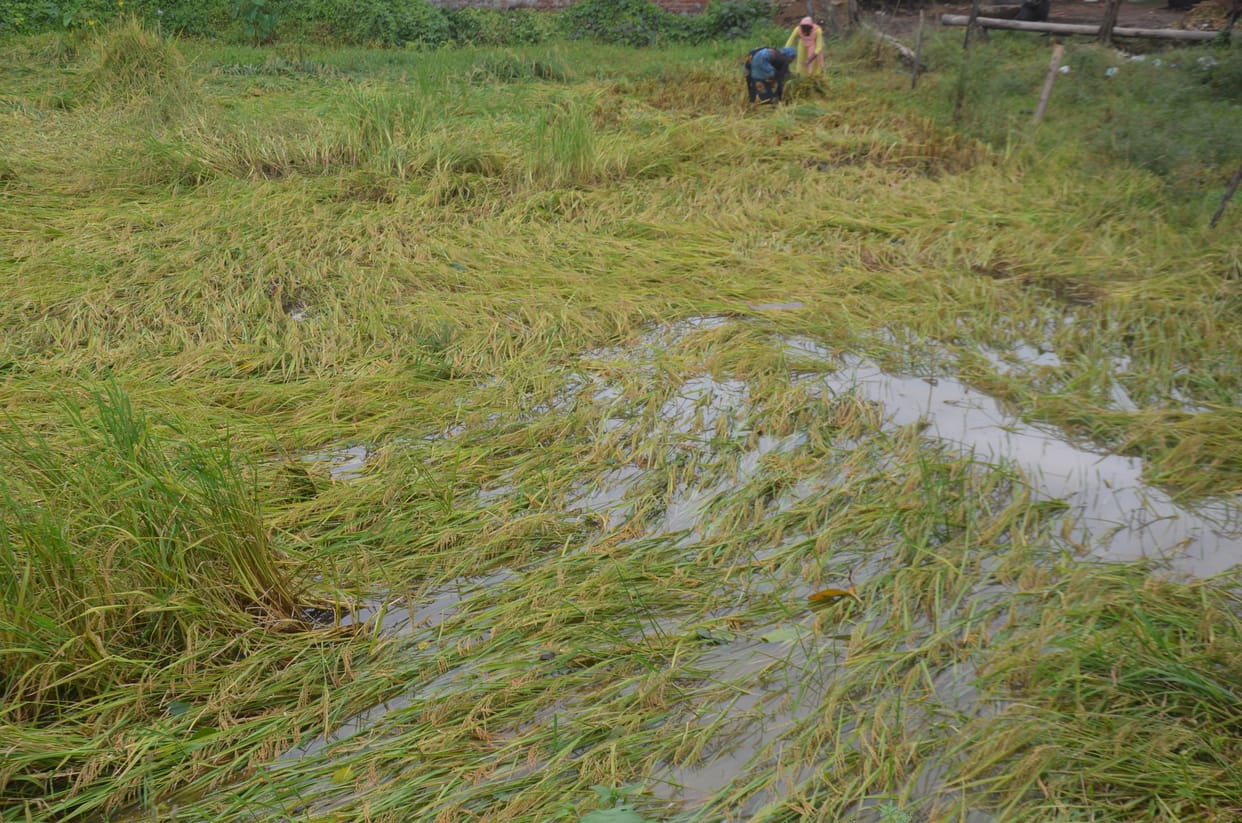 Rain accompanied by strong wind, damage to paddy crop