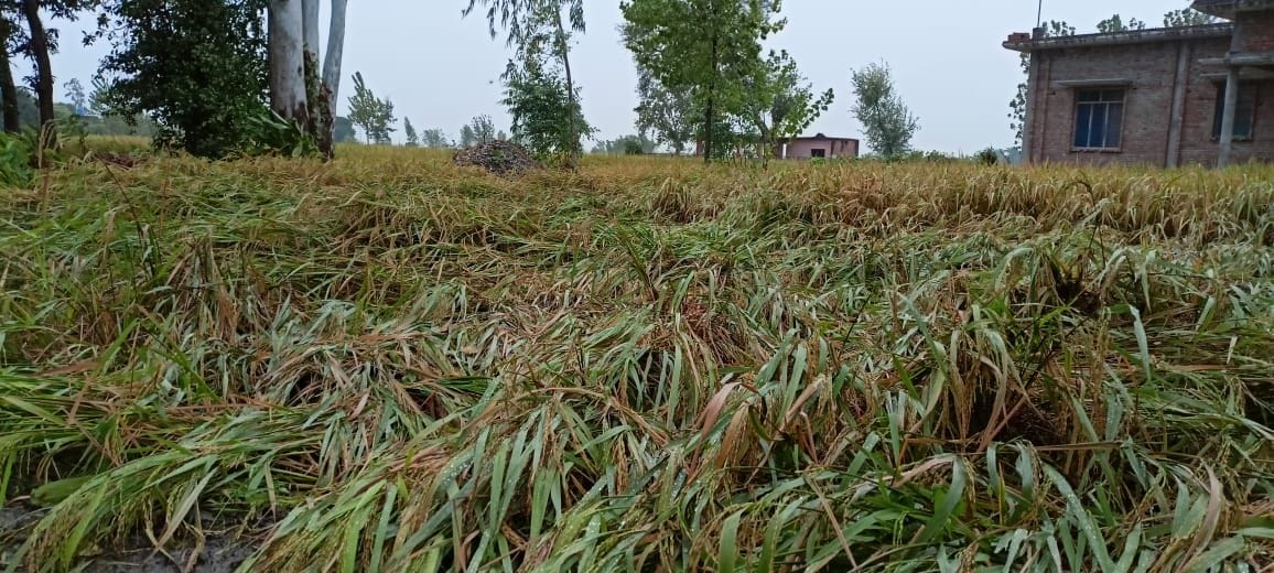 Damage to standing paddy crop in the fields