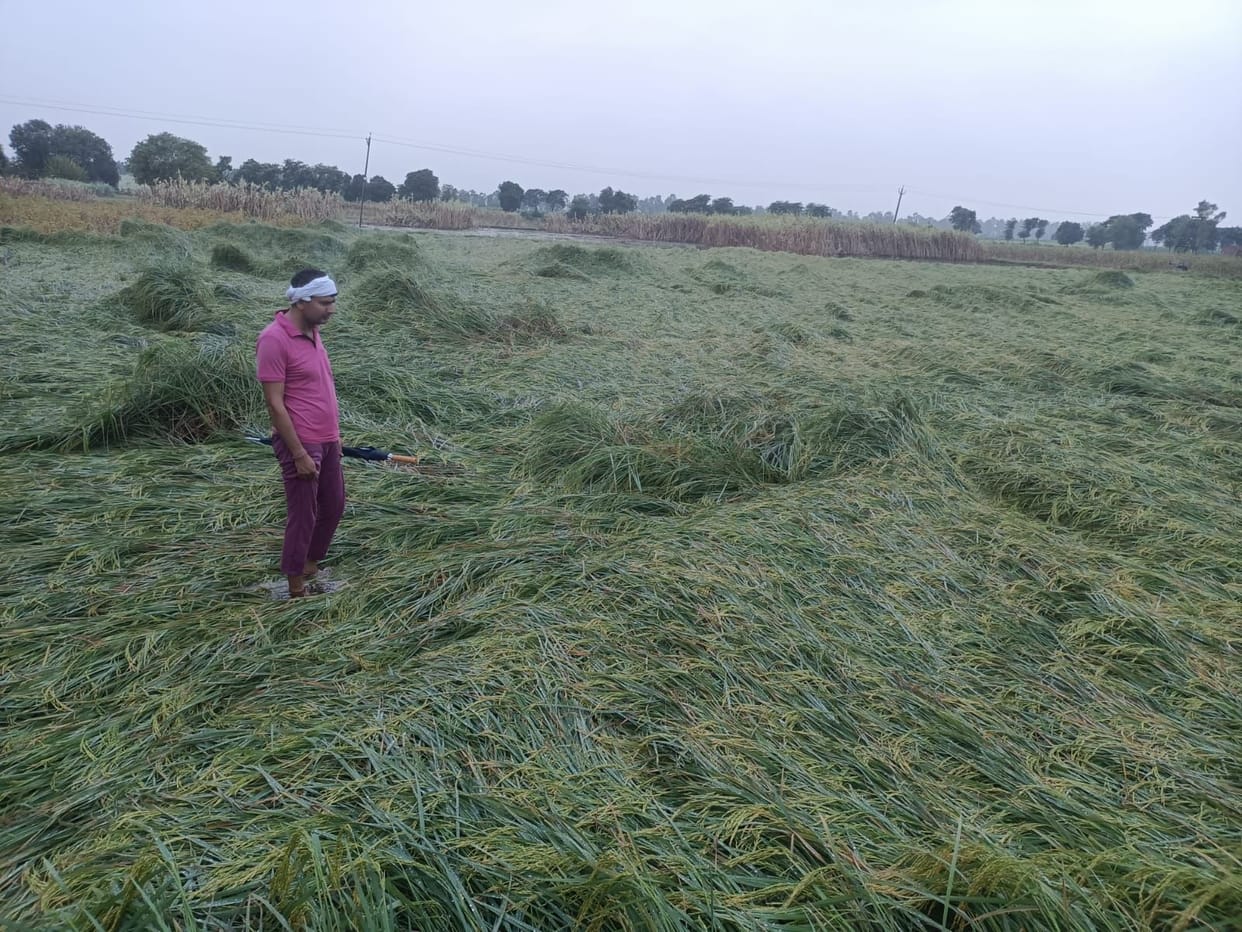 Temperature dropped due to four mm of rain, farmers concern increased