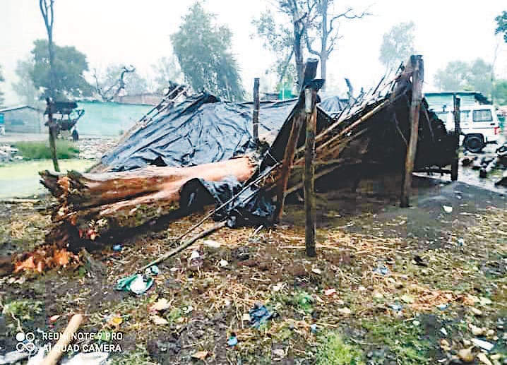 Old man dies due to tree falling on the plinth