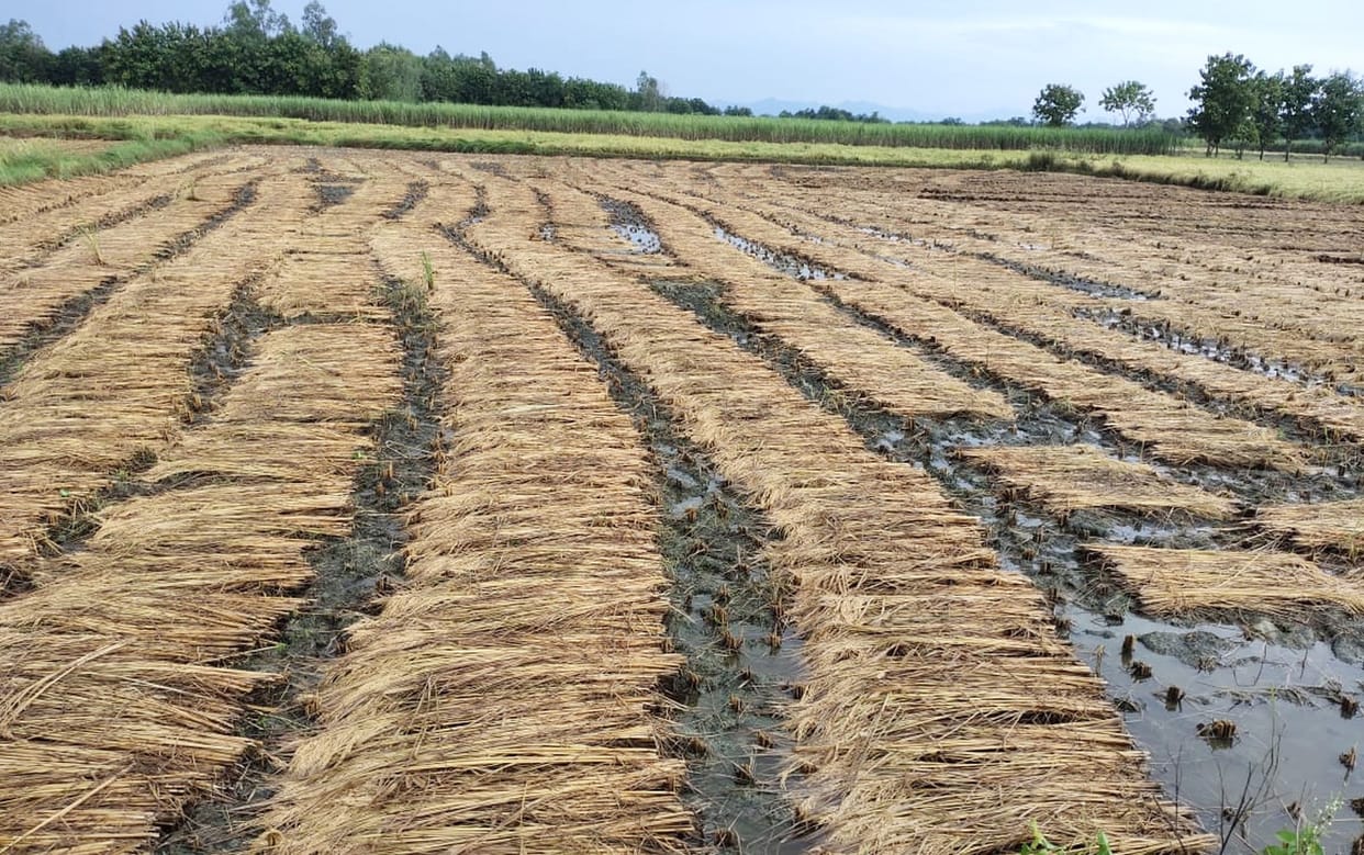 Two lakh hectares of crops destroyed due to strong wind and rain