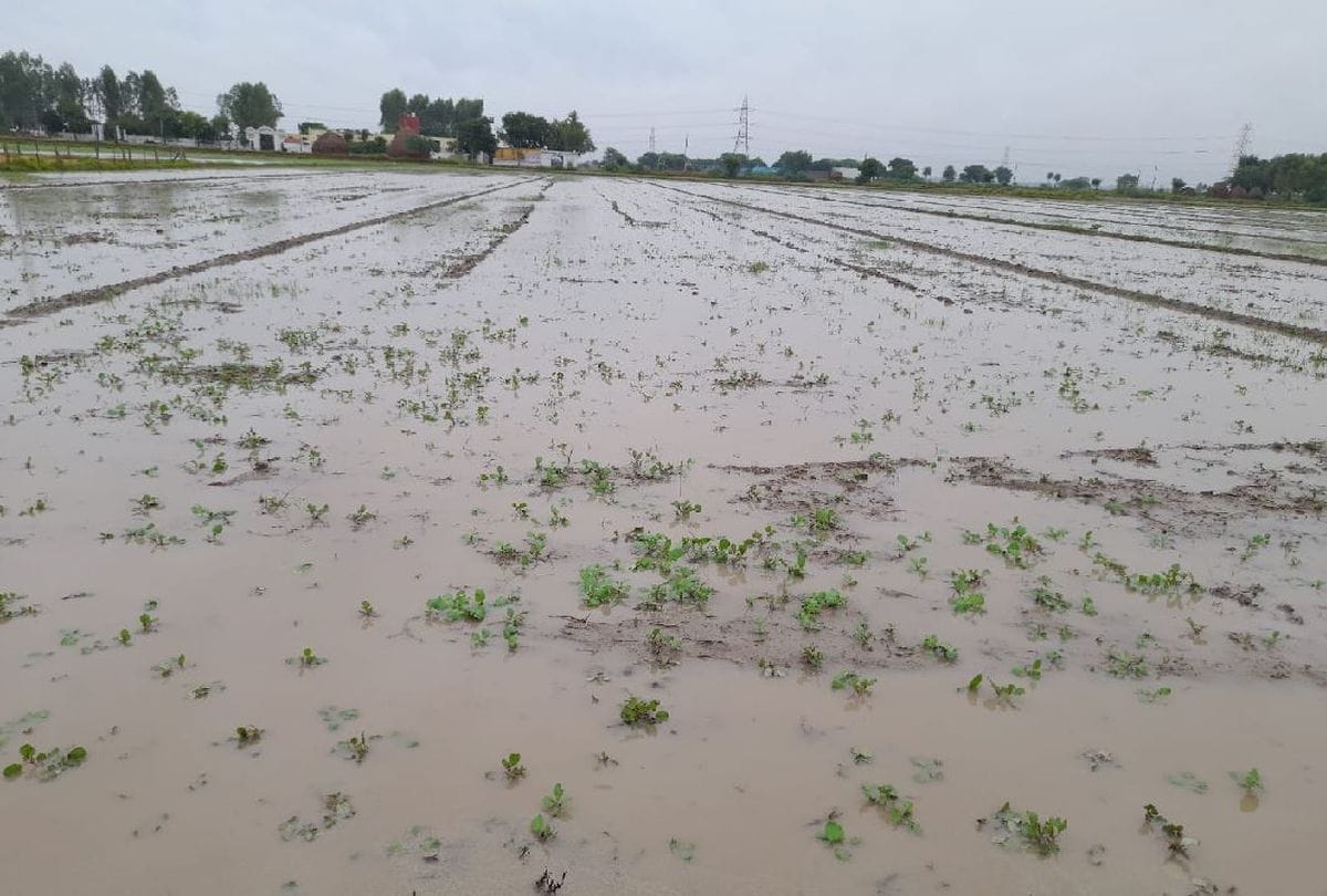 Rain water accumulated in thousands of acres of fields in Haryana