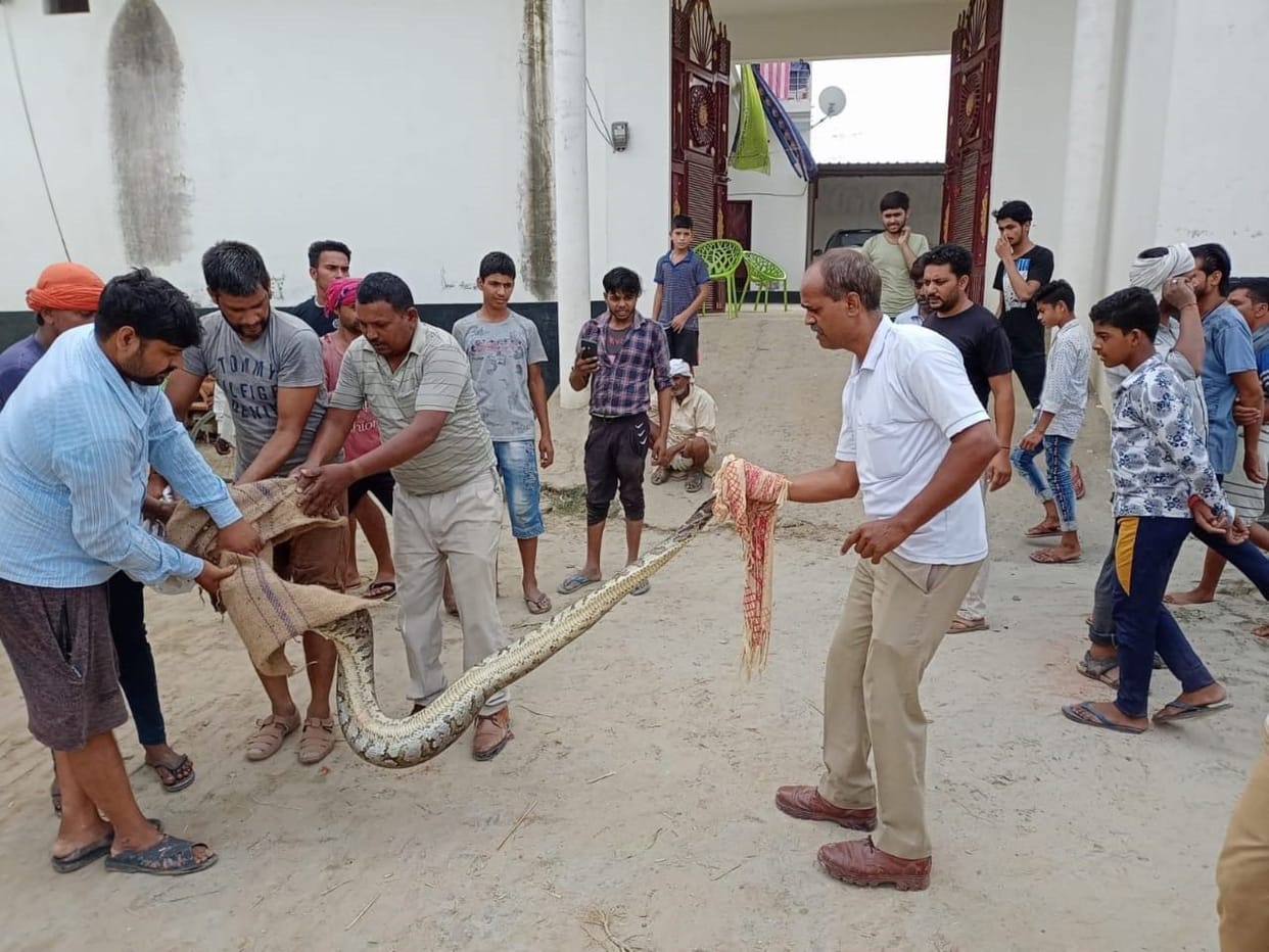 Aligarh: 12 feet long python weighing 40 kg was found, left in the Ganges canal