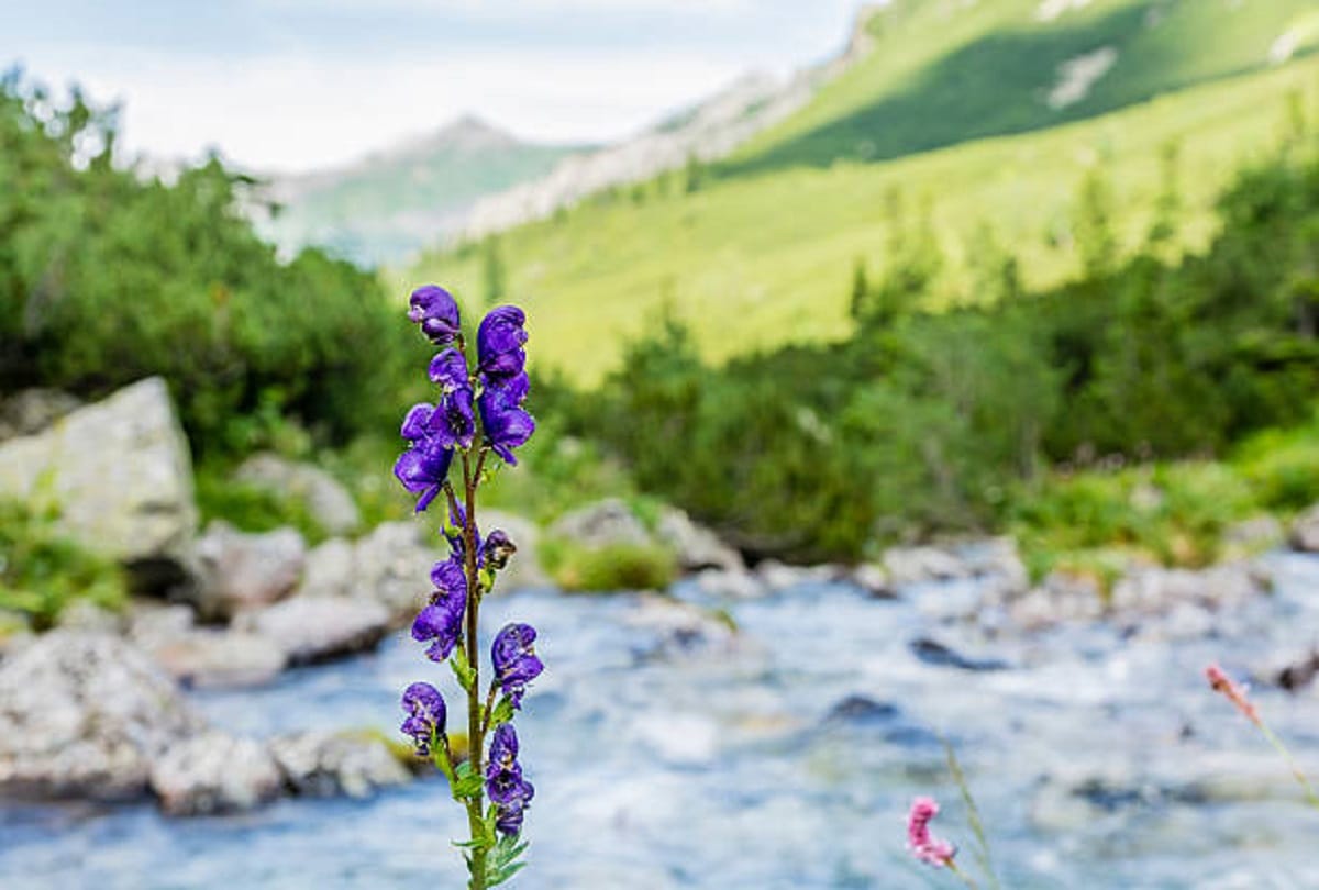  The effect of climate change was visible, flowers bloomed prematurely in Uttarakhand, difference in color and smell also