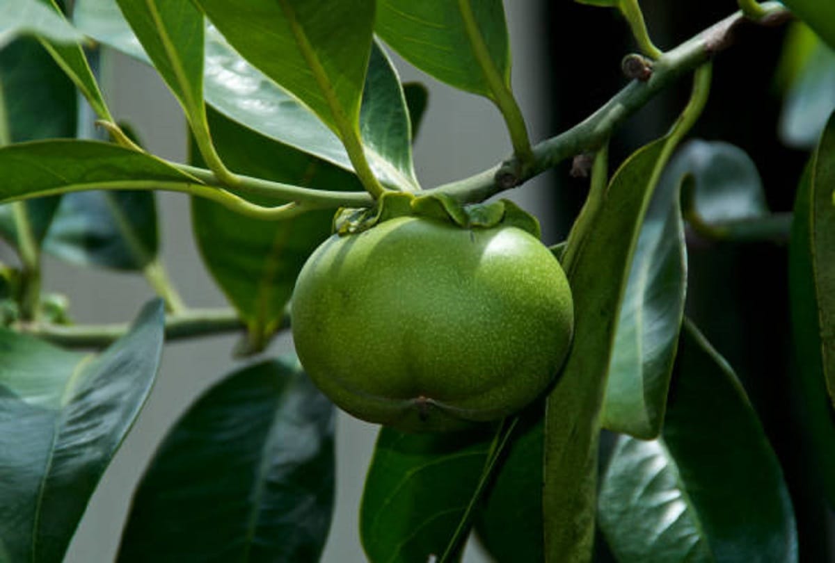 five poisnous flowers and plants of the world it can be dangerous for human life
