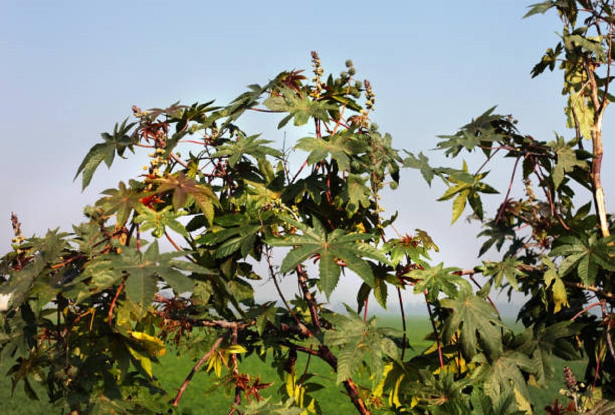 five poisnous flowers and plants of the world it can be dangerous for human life